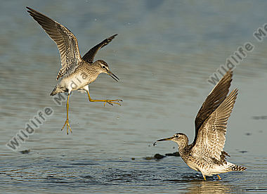 Bruchwasserläufer