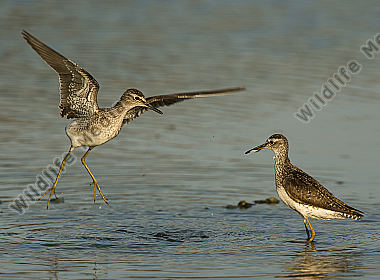 Bruchwasserläufer