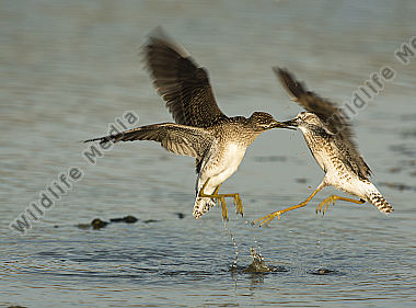 Bruchwasserläufer