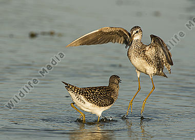 Bruchwasserläufer