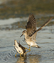 Bruchwasserläufer