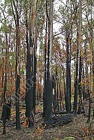 Australien Eukalyptusbäume nach großem Waldbrand