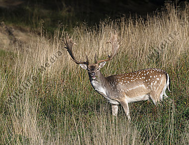 Damhirsch