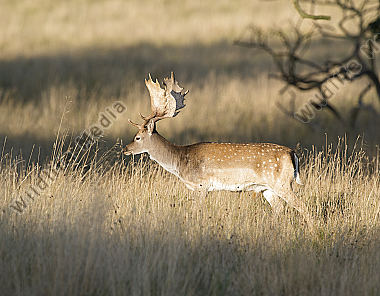 Damhirsch