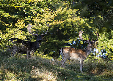 Damhirsch