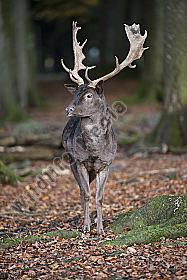 Damhirsch