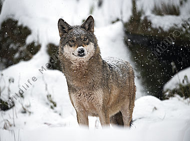 Wolf