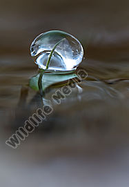 Eiszapfen
