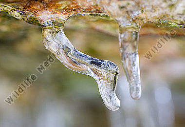 Eiszapfen