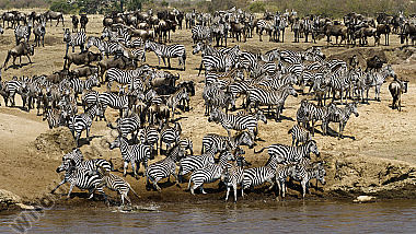 Zebras und Gnus stehen beim Maincrossing-Platz am Mara River Masai Mara Kenia