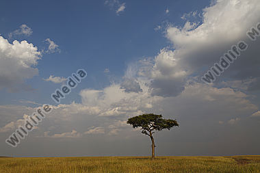 einzelner Baum in der Savanne mit Wolkenstimmung
Masai Mara Kenia