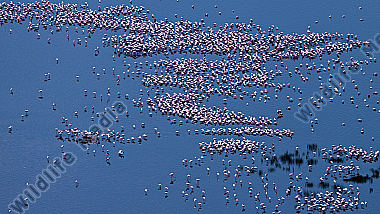 Zwergflamingos am Lake Nakuru in Kenia