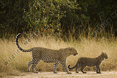 Leopardin mit ihrem Jungtier in der Savanne
Masai Mara Kenia