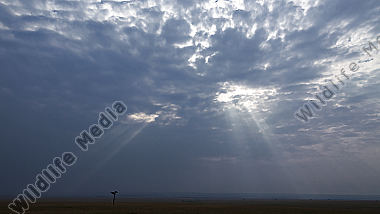 Lichtstimmung in der Masai Mara