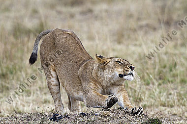 Löwin streckt sich vor Jagd
Masai Mara Kenia