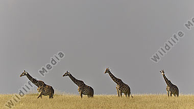 Massaigiraffen am Horizont
Masai Mara Kenia
