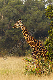Massaigiraffe beobachtet die Umgebung