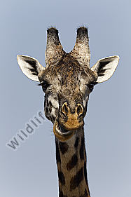 Giraffenportrait