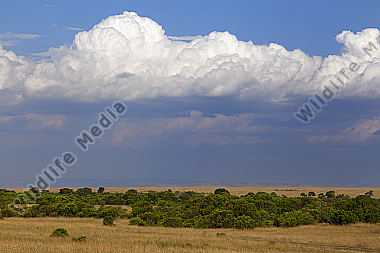 Gepard läuft durch die Savannenlandschaft in der Masai Mara