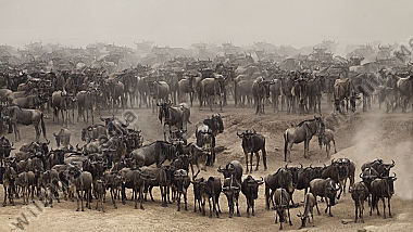 Gnu drängen im dichtren Staub von den Steilhängen zum Ufer
Masai Mara Kenia