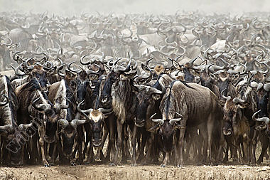 Gnu Herde vor dem Crossing durch den Mara River Masai Mara Kenia