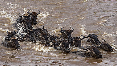 Gnu Herde schwimmend beim Crossing durch den Mara River Masai Mara Kenia