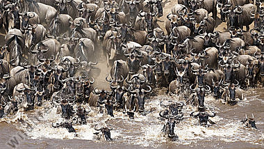 Gnu drängen von den Steilhängen zum Ufer und überqueren schwimmend den Mara River
Masai Mara Kenia