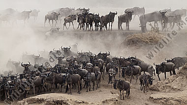 Gnu Herde steht am Maincrossing im dichten Staub
Masai Mara Kenia