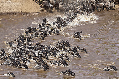 Gnu drängen von den Steilhängen zum Ufer und überqueren schwimmend den Mara River
Masai Mara Kenia