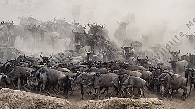 Gnu Herde steht am Maincrossing im Staub
Masai Mara Kenia