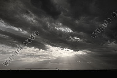 kurz vor einem schweren Gewitter
Masai Mara Kenia