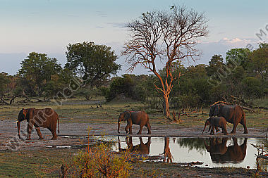 Afrikanischer Elefant