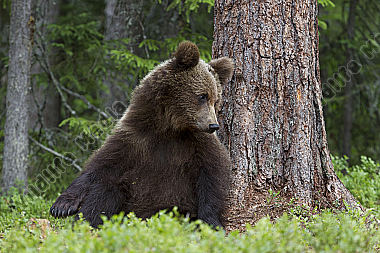 junger Braunbär sitzend