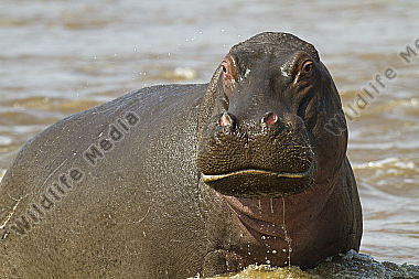 Flusspferd angriffslustig