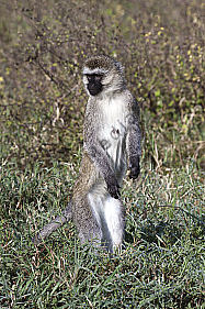 Gruene Meerkatze