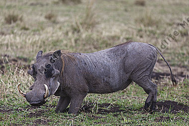 Warzenschwein Keiler