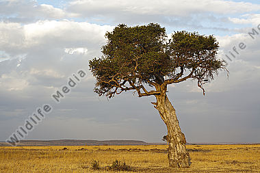 Baum in der Savanne