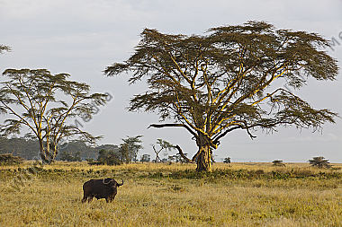 Kaffernbüffel am Lake Nakuru