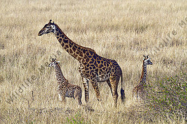 Massaigiraffe mit Jungtieren