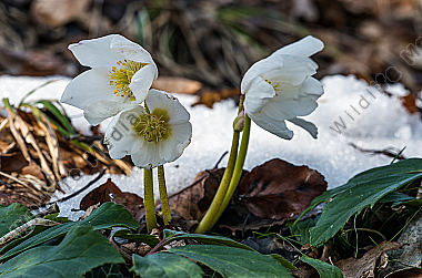 Christrose