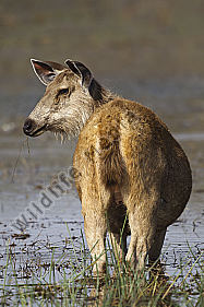 Sambar-Hirschkuh