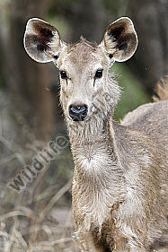 Sambar-Hirschkuh-Portrait