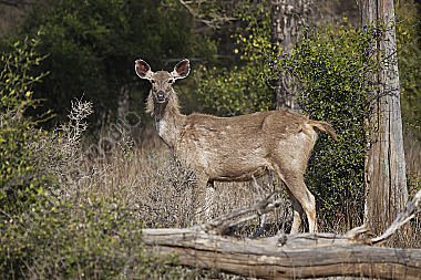 Sambar-Hirschkuh