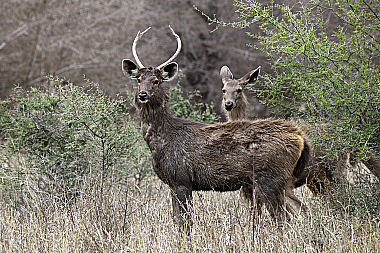 Sambar Hirsch und Hirschkuh