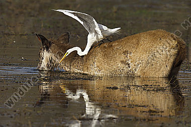 Sambar Hirschkuh und Mittelreiher