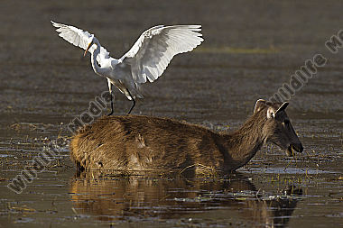 Sambar Hirschkuh und Mittelreiher