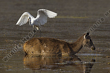 Sambar Hirschkuh und Mittelreiher