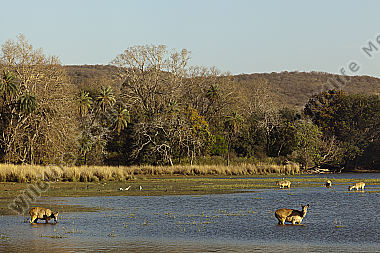 Sambar Hirschkühe im Wasser