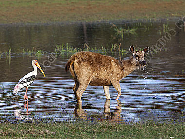 Sambar Hirschkuh und Buntstorch