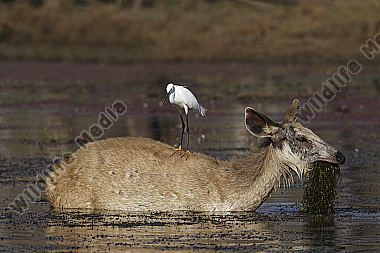 Sambar Hirschkuh und Seidenreiher